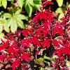 Lobelia fulgens 'Queen Victoria' Pot 9 cm