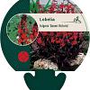 Lobelia fulgens 'Queen Victoria' Pot 9 cm