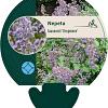Nepeta faassenii 'Dropmore' Pot 9 cm