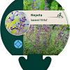 Nepeta faassenii 'Kit Cat' Pot 9 cm