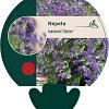 Nepeta faassenii 'Senior' Pot 9 cm