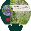 Nepeta faassenii 'Six Hills Giant' Pot 9 cm