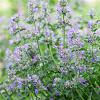 Nepeta faassenii 'Six Hills Giant' Pot 9 cm