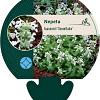 Nepeta faassenii 'Snowflake' Pot 9 cm