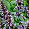 Nepeta faassenii 'Walker's Low' Pot 9 cm