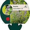 Nepeta faassenii 'Walker's Low' Pot 9 cm