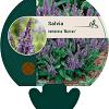 Salvia nem. 'Marcus' Pot 9 cm