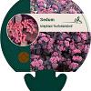 Sedum telep. 'Karfunkelstein' Pot 9 cm
