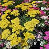 Achillea 'Summer Pastels' Pot 9 cm