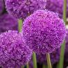 Allium giganteum Pot 9 cm