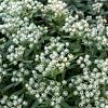 Anaphalis tripl. 'Sommerschnee' Pot 9 cm