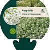Anaphalis tripl. 'Sommerschnee' Pot 9 cm