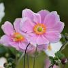 Anemone hyb. 'Loreley' Pot 9 cm