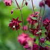 Aquilegia v. 'Ruby Port' Pot 9 cm