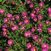 Aster 'Bahamas' Pot 9 cm