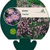 Aster 'Pink Star' Pot 9 cm