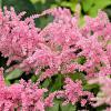 Astilbe (T) 'Straussenfeder' Pot 9 cm