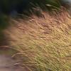Calamagrostis arundinacea Pot 9 cm