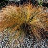 Carex testacea Pot 9 cm