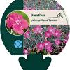 Dianthus grat. 'Badenia' Pot 9 cm