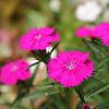 Dianthus grat. 'Badenia' Pot 9 cm