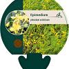 Epimedium pinnatum colchicum Pot 9 cm