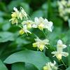 Epimedium pinnatum colchicum Pot 9 cm