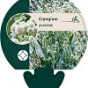 Eryngium yuccifolium Pot 9 cm