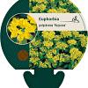 Euphorbia epithym. 'Purpurea' Pot 9 cm