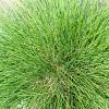 Festuca gautieri 'Pic Carlit' Pot 9 cm
