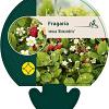Fragaria v. 'Alexandria' Pot 9 cm