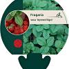 Fragaria v. 'Improved Rügen' Pot 9 cm