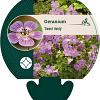 Geranium 'Sweet Heidy' Pot 9 cm