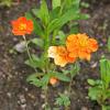 Geum 'Fire Opal' Pot 9 cm