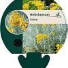 Helichrysum italicum Pot 9 cm