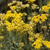 Helichrysum italicum Pot 9 cm