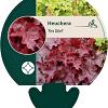 Heuchera 'Fire Chief' Pot 9 cm