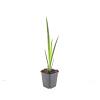 Iris pseudacorus Pot 9 cm