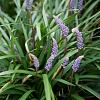Liriope muscari Pot 2 Liter