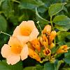 Campsis rad. 'Flava' Pot 2 Liter