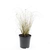 Pennisetum al. 'Hameln' Pot 1,5 liter