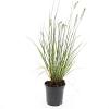 Pennisetum al. 'Hameln' Pot 1,5 liter