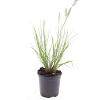 Pennisetum al. 'Hameln' Pot 1,5 liter