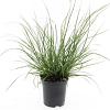 Pennisetum al. 'Hameln' Pot 1,5 liter
