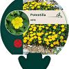 Potentilla aurea Pot 9 cm