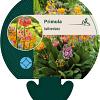 Primula bulleesiana Pot 9 cm