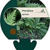 Pteridium aquilinum Pot 9 cm