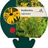Rudbeckia fulgida deamii Pot 9 cm