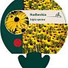 Rudbeckia fulgida speciosa Pot 9 cm