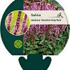 Salvia nemorosa Sensation Deep Rose Pot 9 cm